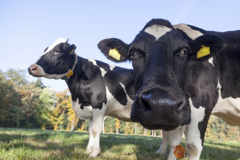 Een blik op toekomst:  fosfaatrechten en maatregelen in 2020