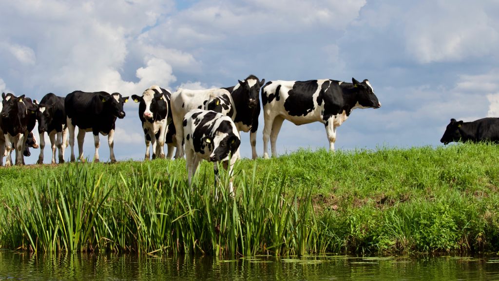 Arla Foods DOC Kaas en DMK Group kondigen melkveebedrijfnl